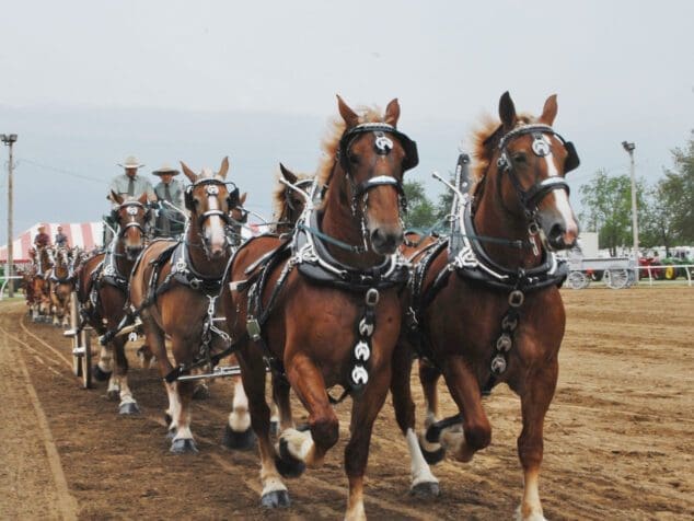 featured-image la porte county fairgrounds horses