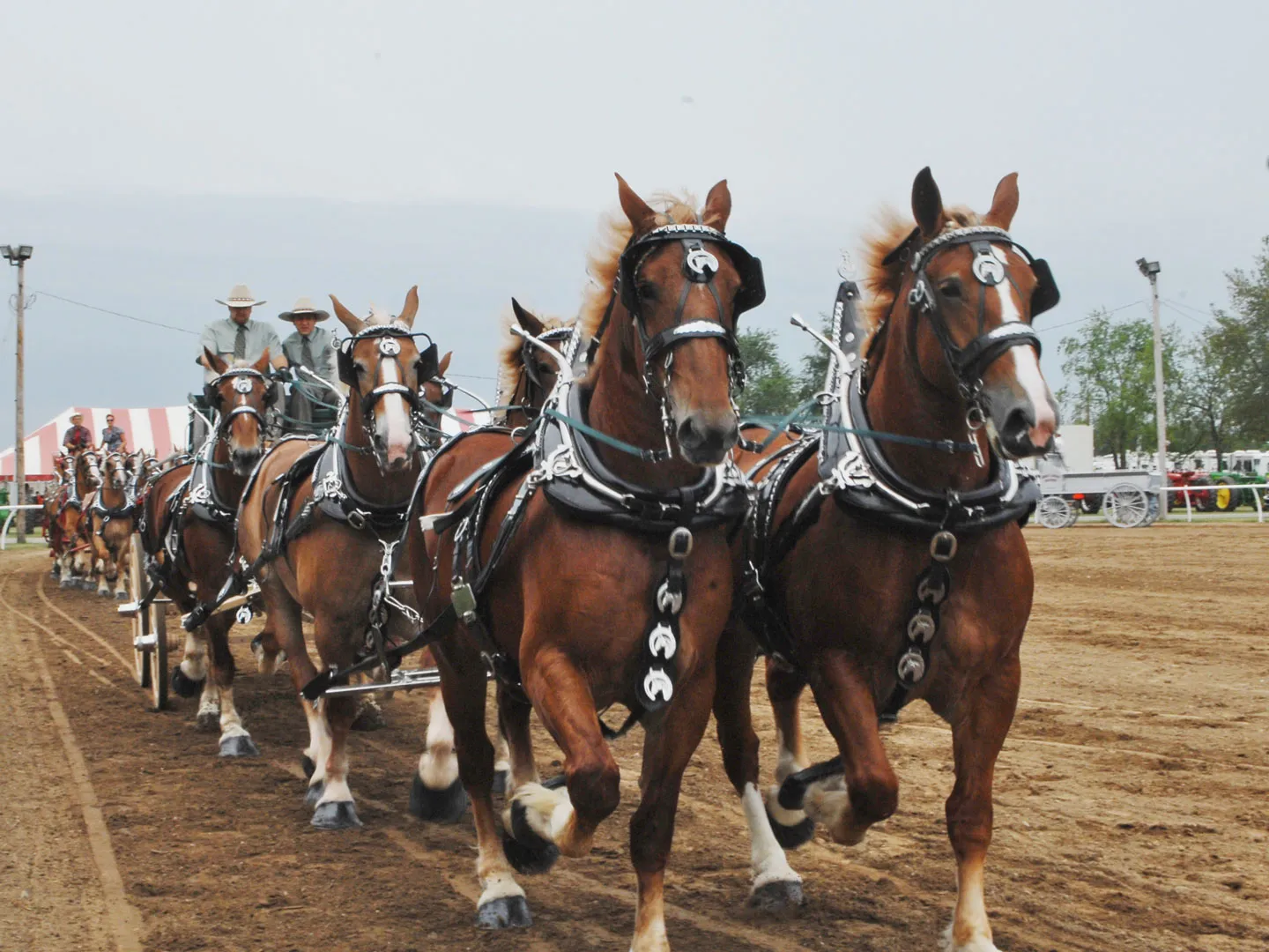 la porte county fairgrounds horses